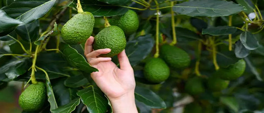 تسجيل رقم قياسي في إنتاج الأفوكادو رغم الجفاف.. ودعوات لتقنين الزراعات التصديرية تسجيل رقم قياسي في إنتاج الأفوكادو رغم الجفاف.. ودعوات لتقنين الزراعات التصديرية