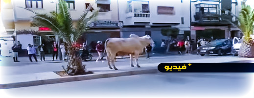 فيديوهات.. تحقيقات قضائية حول هروب جواميس برازيلية في العاصمة ومهاجمتها للمحلات فيديوهات.. تحقيقات قضائية حول هروب جواميس برازيلية في العاصمة ومهاجمتها للمحلات