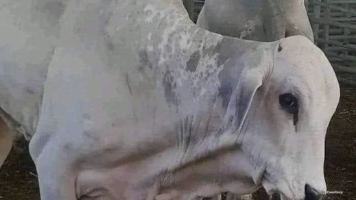 سلامة الأبقار البرازيلية وصلاحية لحومها للاستهلاك تسائل وزير الفلاحة