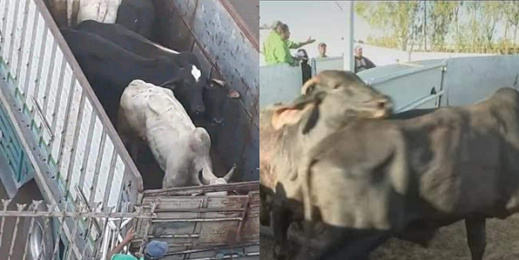 تناسل عجول البرازيل مع الأبقار المحلية.. فعاليات تدق ناقوس الخطر تناسل عجول البرازيل مع الأبقار المحلية.. فعاليات تدق ناقوس الخطر