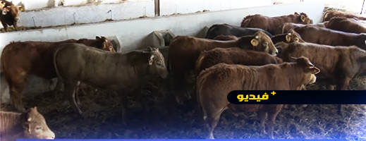 فيديو.. شحنة من الأبقار الإسبانية تصل إلى المغرب فيديو.. شحنة من الأبقار الإسبانية تصل إلى المغرب
