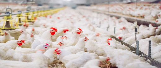 ارتفاع أسعار الدجاج يثير قلق المواطنين قبيل عيد الفطر.. ومهني يكشف السبب