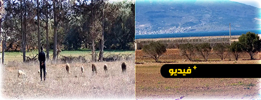 شاهدوا.. الجفاف يخيم على الأراضي الفلاحية والسقوية بضواحي الناظور شاهدوا.. الجفاف يخيم على الأراضي الفلاحية والسقوية بضواحي الناظور