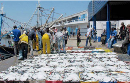 إرتفاع أسعار "السردين" و"الشرن" يثير قلق ساكنة الحسيمة إرتفاع أسعار "السردين" و"الشرن" يثير قلق ساكنة الحسيمة