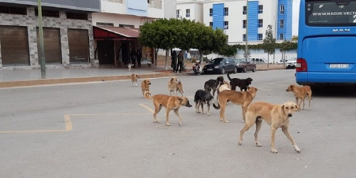 جمعويون مغاربة بفرنسا يطالبون بوقف حملة إبادة الكلاب الضالة بالمغرب