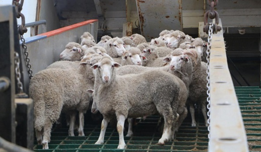 سابقة في المغرب.. اللجوء لاستيراد 100 ألف رأس من الأغنام استعدادا لعيد الأضحى سابقة في المغرب.. اللجوء لاستيراد 100 ألف رأس من الأغنام استعدادا لعيد الأضحى