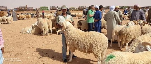 بدأ عملية الترقيم.. ومخاوف وسط المواطنين من غلاء أضحية العيد بدأ عملية الترقيم.. ومخاوف وسط المواطنين من غلاء أضحية العيد