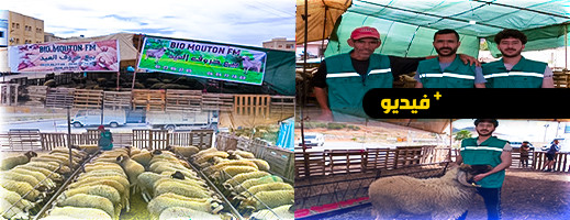 Bio Mouton FM.. أجود أنواع الغنم لمن يبحث عن أضحية العيد Bio Mouton FM.. أجود أنواع الغنم لمن يبحث عن أضحية العيد