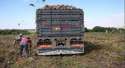 أكثر من 4400 هكتار هي المساحة المزروعة بالشمندر السكري بالناظور أكثر من 4400 هكتار هي المساحة المزروعة بالشمندر السكري بالناظور