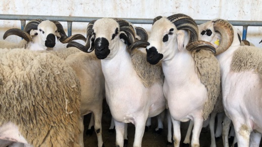 الحكومة تطمئن المغاربة وتعد بتوفير أضاحي العيد بأفضل الأسعار الحكومة تطمئن المغاربة وتعد بتوفير أضاحي العيد بأفضل الأسعار