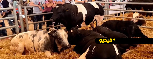شاهدوا.. أجود أنواع الأبقار والغنم تستقطب المواطنين لاكتشاف لحومها وأثمنتها  شاهدوا.. أجود أنواع الأبقار والغنم تستقطب المواطنين لاكتشاف لحومها وأثمنتها