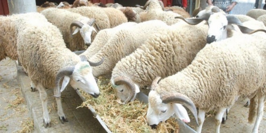 هذا ما قاله وزير الفلاحة حول عيد الأضحى هذا ما قاله وزير الفلاحة حول عيد الأضحى