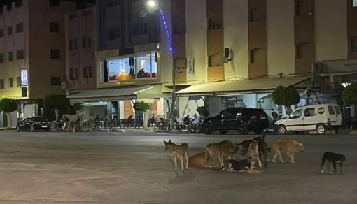 عمرها 8 سنوات.. كلب ضال يهاجم طفلة بالعروي عمرها 8 سنوات.. كلب ضال يهاجم طفلة بالعروي