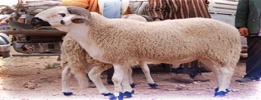 الحكومة تحسم القرار بشأن إلغاء شعيرة عيد الأضحى الحكومة تحسم القرار بشأن إلغاء شعيرة عيد الأضحى