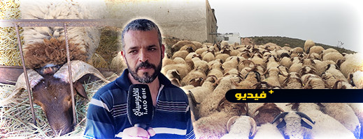 شاهدوا.. أكباش محلية بالحسيمة أثمنتها تتحدى الغلاء وكسابة يحكون المعاناة شاهدوا.. أكباش محلية بالحسيمة أثمنتها تتحدى الغلاء وكسابة يحكون المعاناة