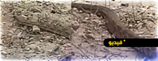 فيديو.. أفعى بمقبرة بضواحي الناظور تثير الهلع فيديو.. أفعى بمقبرة بضواحي الناظور تثير الهلع