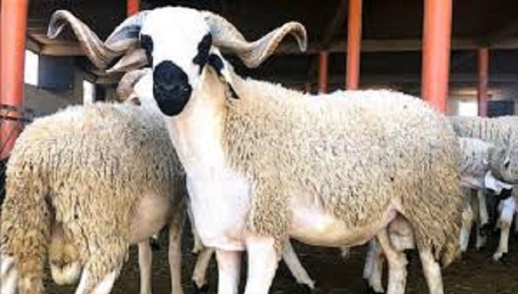 عيد الأضحى.. الحكومة تخصص دعما ماليا للمستوردين وتعفيهم من الرسوم والضريبة عيد الأضحى.. الحكومة تخصص دعما ماليا للمستوردين وتعفيهم من الرسوم والضريبة