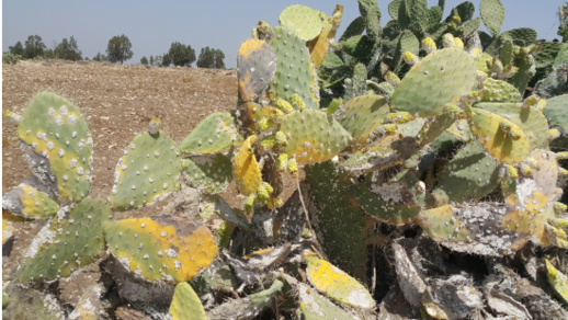 في سؤال كتابي.. اجتياح الحشرة القرمزية لمحاصيل الناظور يصل قبة البرلمان في سؤال كتابي.. اجتياح الحشرة القرمزية لمحاصيل الناظور يصل قبة البرلمان