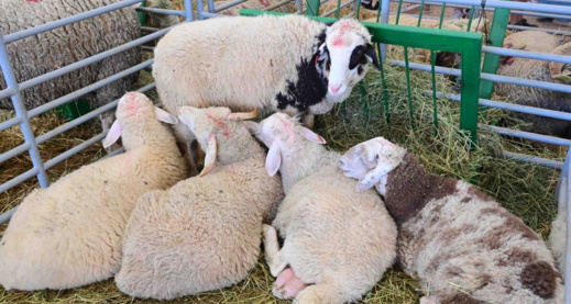 ثمن أضاحي العيد المستوردة من الخارج.. فيدرالية الفاعلين بقطاع المواشي توضح ثمن أضاحي العيد المستوردة من الخارج.. فيدرالية الفاعلين بقطاع المواشي توضح