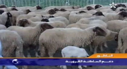 توزيع رؤوس الأغنام على المستفدين من طرف تنسيقية بوعرك على القناة الأولى توزيع رؤوس الأغنام على المستفدين من طرف تنسيقية بوعرك على القناة الأولى