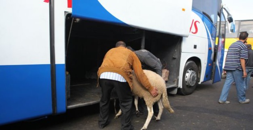 زيادات غير مبررة.. مطالب بتدخل وزارة النقل لمواجهة المضاربات في تذاكر الحافلات خلال عطلة العيد زيادات غير مبررة.. مطالب بتدخل وزارة النقل لمواجهة المضاربات في تذاكر الحافلات خلال عطلة العيد