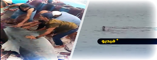 مصر: هجوم مروع لسمكة قرش يشطر سائح روسي إلى نصفين مصر: هجوم مروع لسمكة قرش يشطر سائح روسي إلى نصفين