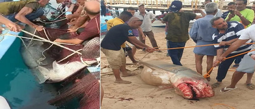 بعدما افترس السائح الروسي.. هذا ما وجدوه في بطن القرش بعدما افترس السائح الروسي.. هذا ما وجدوه في بطن القرش
