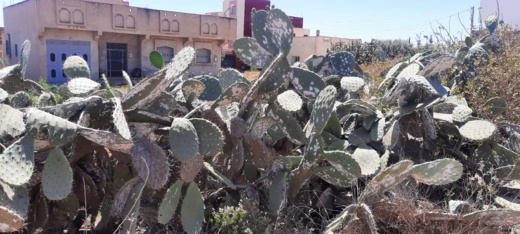 هجوم حاد للحشرة القرمزية على دواوير سكنية ببوعرك.. والسلطات مطالبة بالتدخل العاجل هجوم حاد للحشرة القرمزية على دواوير سكنية ببوعرك.. والسلطات مطالبة بالتدخل العاجل