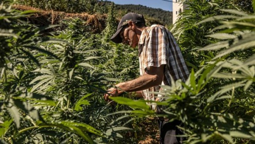 نشطاء يطالبون بفتح نقاش عمومي حول تشريع الاستخدام الترفيهي ل "الكيف" نشطاء يطالبون بفتح نقاش عمومي حول تشريع الاستخدام الترفيهي ل "الكيف"