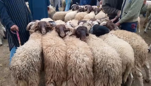 مطالب للحكومة بتعميم منحة عيد الأضحى على المواطنين مطالب للحكومة بتعميم منحة عيد الأضحى على المواطنين