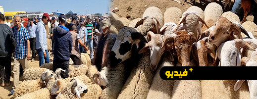 غلاء الأضاحي بسوق امطالسة.. ودعوات لإلغاء العيد غلاء الأضاحي بسوق امطالسة.. ودعوات لإلغاء العيد