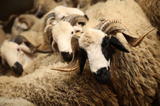 مغاربة مليلية يطالبون بالسماح بإدخال أضاحي العيد من الناظور مغاربة مليلية يطالبون بالسماح بإدخال أضاحي العيد من الناظور