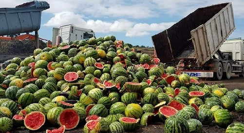 في ظل استمرار تداعيات أزمة المياه.. المغرب يتجاوز إسبانيا في تصدير البطيخ الأحمر في ظل استمرار تداعيات أزمة المياه.. المغرب يتجاوز إسبانيا في تصدير البطيخ الأحمر