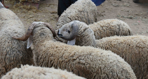 كيف هي الحالة الصحية للقطيع الوطني الموجه لعيد الأضحى؟.. "أونسا" توضح كيف هي الحالة الصحية للقطيع الوطني الموجه لعيد الأضحى؟.. "أونسا" توضح