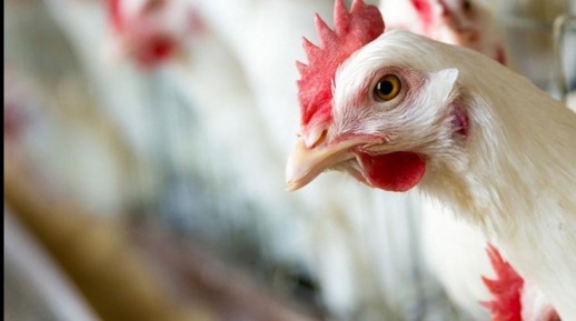 قبيل عيد الأضحى.. فتوى غير مسبوقة تجيز التضحية بالطيور عوض الأغنام قبيل عيد الأضحى.. فتوى غير مسبوقة تجيز التضحية بالطيور عوض الأغنام