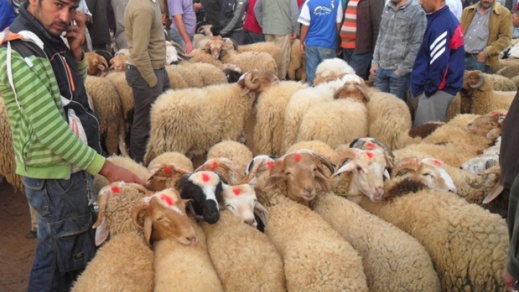 "الشناقة" رفعوا الأثمنة.. هل تضبط إجراءات الحكومة أسعار الأضاحي المستوردة؟ "الشناقة" رفعوا الأثمنة.. هل تضبط إجراءات الحكومة أسعار الأضاحي المستوردة؟