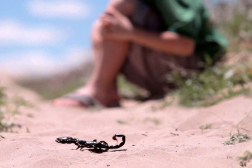 عقرب يلدغ طفلة بضواحي الناظور متسببا في تسمم دمها عقرب يلدغ طفلة بضواحي الناظور متسببا في تسمم دمها