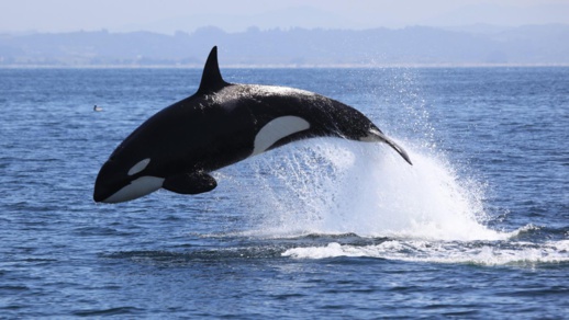 مرة أخرى.. حوت ضخم يظهر بالقرب من شاطئ أركمان ومصدر يكشف عن نوعه مرة أخرى.. حوت ضخم يظهر بالقرب من شاطئ أركمان ومصدر يكشف عن نوعه