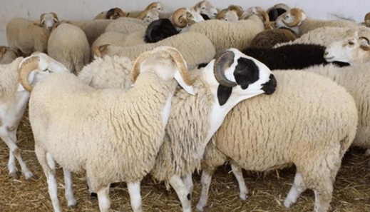 حجز 420 رأس من الأغنام والماعز المنفوخة بمخلفات الدواجن حجز 420 رأس من الأغنام والماعز المنفوخة بمخلفات الدواجن