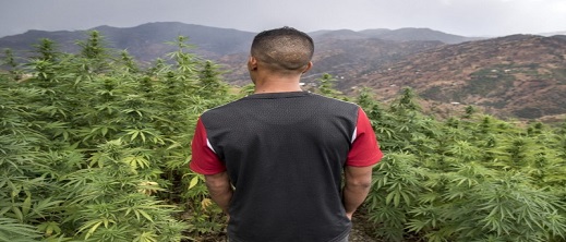 بعد تقنين زراعته للاستعمالات المشروعة.. السجن لفلاح بالحسيمة لزراعة الكيف بعد تقنين زراعته للاستعمالات المشروعة.. السجن لفلاح بالحسيمة لزراعة الكيف