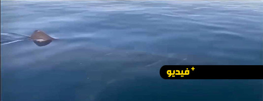 ظهور سمكة قرش ببحر المتوسط في مالقة ظهور سمكة قرش ببحر المتوسط في مالقة