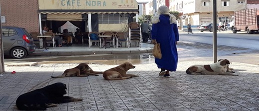 حكم قضائي بفرض غرامة على جماعة لصالح مواطن تعرض لهجوم كلاب ضالة حكم قضائي بفرض غرامة على جماعة لصالح مواطن تعرض لهجوم كلاب ضالة