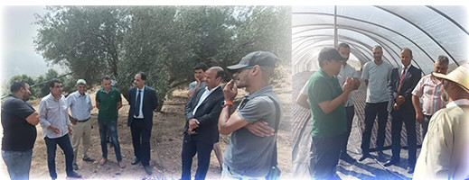 المدير العام للوكالة الوطنية لتقنين أنشطة القنب الهندي في زيارة لضيعات فلاحية بكتامة وتارجيست والنواحي المدير العام للوكالة الوطنية لتقنين أنشطة القنب الهندي في زيارة لضيعات فلاحية بكتامة وتارجيست والنواحي