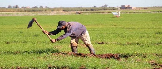 تراجع حاد في سوق العمل بالفلاحة.. وانخفاض حصة القطاع في التشغيل لأول مرة