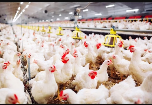 أين الناظور من هذا؟.. أسعار الدجاج تتراجع إلى أقل من 9 دراهم للكيلوغرام في الضيعات الفلاحية أين الناظور من هذا؟.. أسعار الدجاج تتراجع إلى أقل من 9 دراهم للكيلوغرام في الضيعات الفلاحية