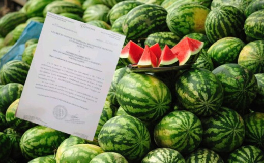 مركز يستنكر اعتماد "أونسا" على اللغة الفرنسية للتحذير من البطيخ المسموم مركز يستنكر اعتماد "أونسا" على اللغة الفرنسية للتحذير من البطيخ المسموم