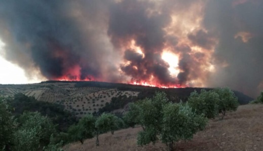 الحريق الغابوي المهول بتازة.. هذه حصيلة الواقعة الحريق الغابوي المهول بتازة.. هذه حصيلة الواقعة