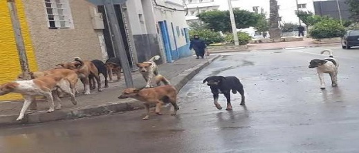 دراسة تحذر من انتشار داء الكلب في المغرب.. وتدعو إلى إجراءات للحد من خطورة الوضع دراسة تحذر من انتشار داء الكلب في المغرب.. وتدعو إلى إجراءات للحد من خطورة الوضع