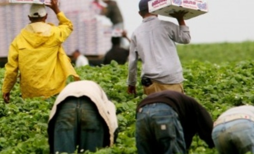 بعد إسبانيا.. إيطاليا تستعد لاستقطاب عمال مغاربة موسميين بعد إسبانيا.. إيطاليا تستعد لاستقطاب عمال مغاربة موسميين