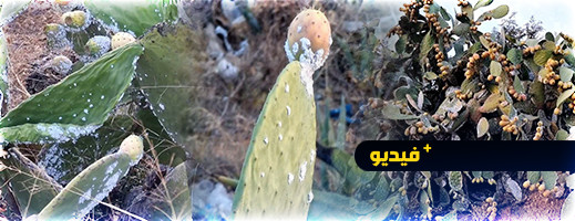 الحشرة القرمزية تلحق أضرارا كبيرة بمحصول نبتات التين الشوكي بإقليم الدريوش الحشرة القرمزية تلحق أضرارا كبيرة بمحصول نبتات التين الشوكي بإقليم الدريوش